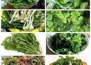 故鄉的野菜 汪曾祺