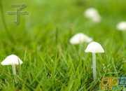 《梔子花開》夢想與堅持奮斗的故事