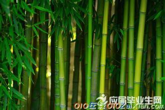 精选描写竹子的古诗
