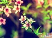《桃花心木》課文原文
