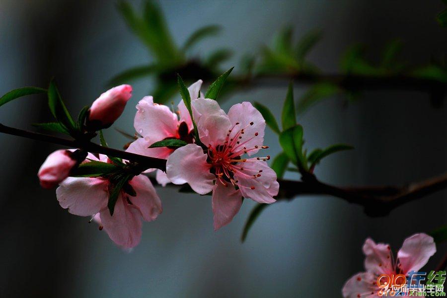 描写桃花的美丽的诗句