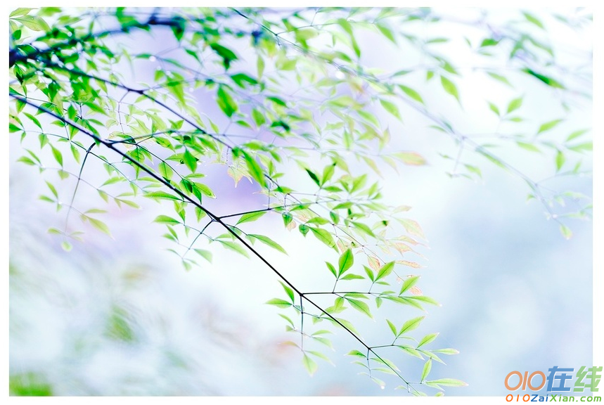 借春雨抒情的句子