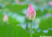 節(jié)氣夏至詩(shī)詞