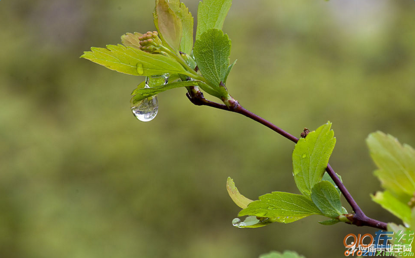 描写春雨的好句子精选