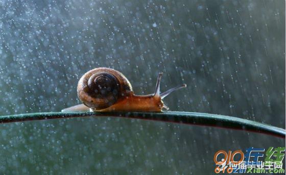 关于秋雨景色的诗句