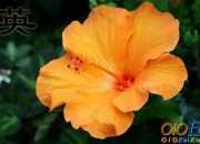 英語劇本：驕傲的孔雀（A proud peacock）