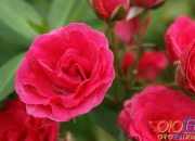 一朵红红的玫瑰英语诗歌