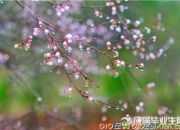 春雨春風的詩句