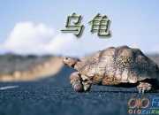 《愛聽歌的老烏龜》童話故事