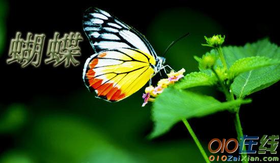 《对一只蝴蝶的关怀》阅读答案李汉荣