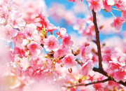 贊美梅花古詩詞