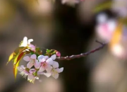 適合大學生朗讀的散文