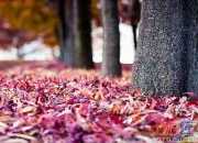 怎么形容秋天的诗句