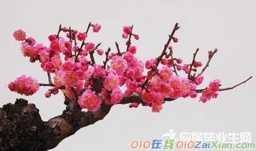 经典梅花古诗词