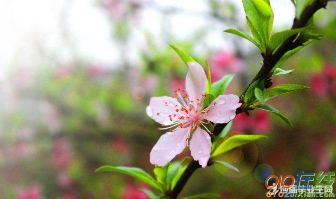 写春节环境的优美段落