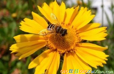 蜜蜂与鲜花心理寓言故事