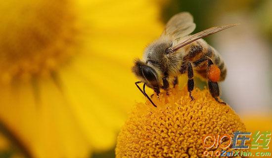 关于放弃的寓言故事：蜜蜂与鲜花