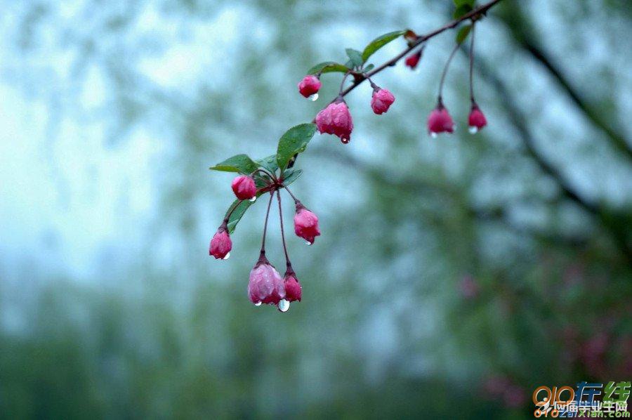 有哪些春雨的诗句