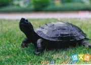 寵物的英語作文：我的烏龜
