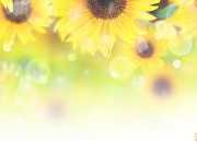 英语作文：向日葵sunflower