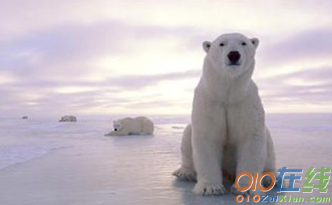 描写濒临危机动物的英语作文北极熊