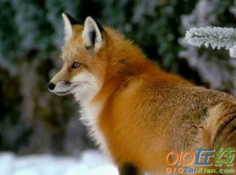 关于狐狸的英语作文