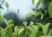 24节气中雨水图片