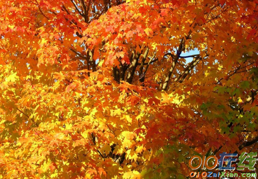 秋天颜色的图片