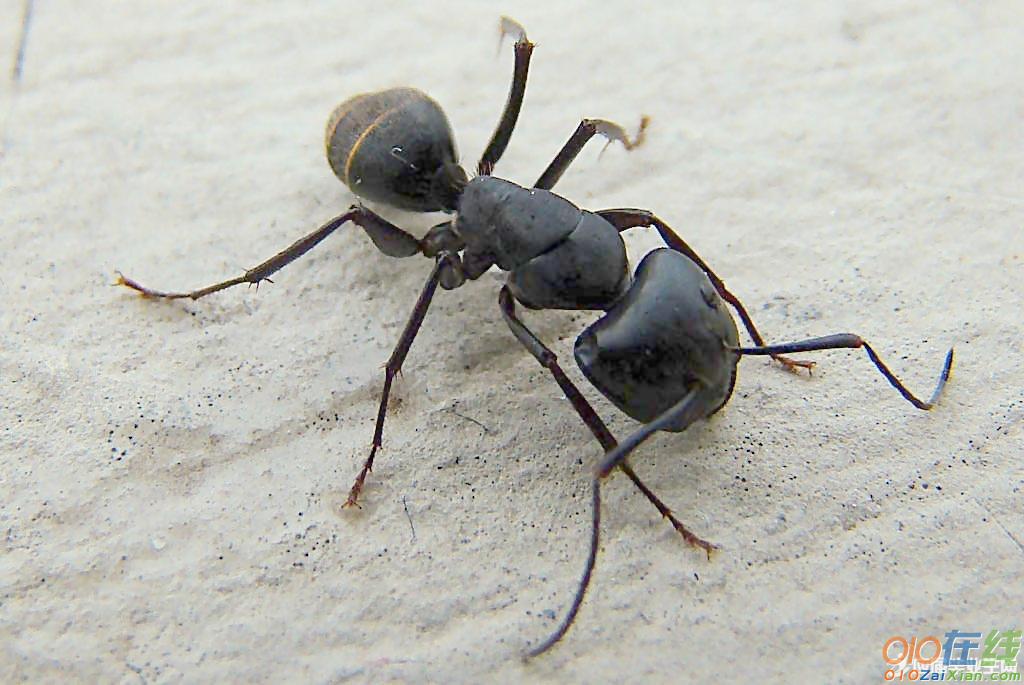 小蚂蚁搬家二年级作文