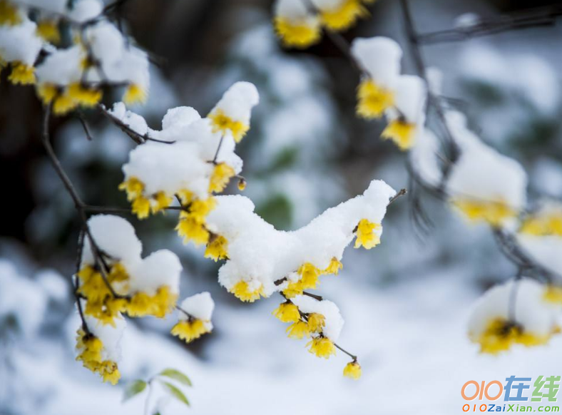 雪中绽放的腊梅作文