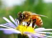 蜜蜂怎样采蜜作文