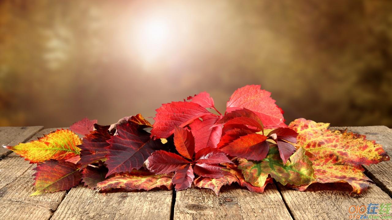 最喜欢的季节是秋天的英语作文