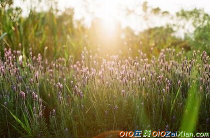 清晨阳光花朵图片