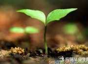 晏殊浣溪沙原文解釋