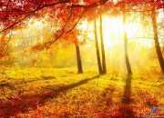 写景作文：秋天的枫树林