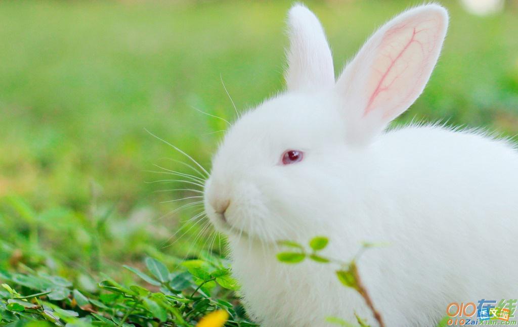 有关动物的英语作文：小白兔