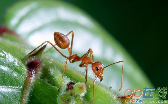 关于介绍蚂蚁的句子