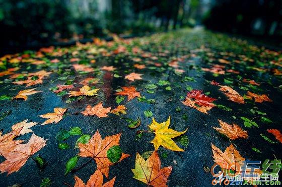 形容秋雨的诗句有哪些