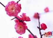 梅花品格的詩(shī)句