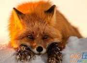 狐貍和葡萄 The Fox and the Grapes英語作文