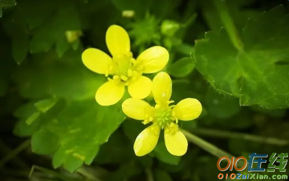 关于季节春天的古诗介绍