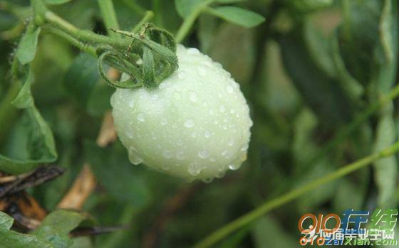 形容秋雨的诗句及图