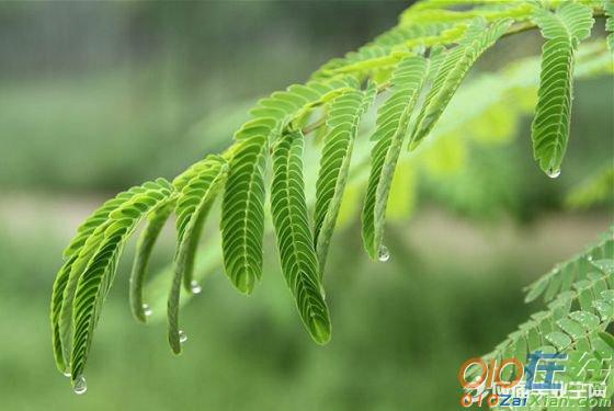 写秋雨经典诗句