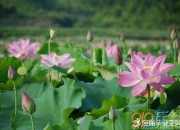 夏季詩詞圖片
