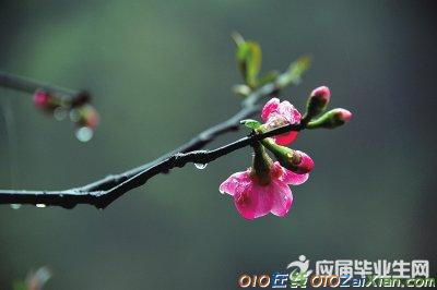 春雨花开的诗句