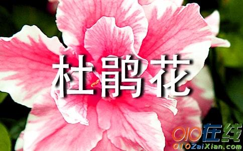 杜鹃花的作文