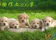 你家中什么動物最重要？英語作文