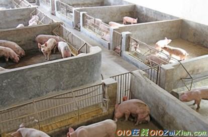 关于沂水县大力发展生猪养殖及屠宰加工项目可行性研究报告