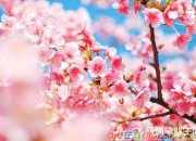 梅花詩句王安石
