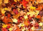 秋天的词语和诗句有哪些
